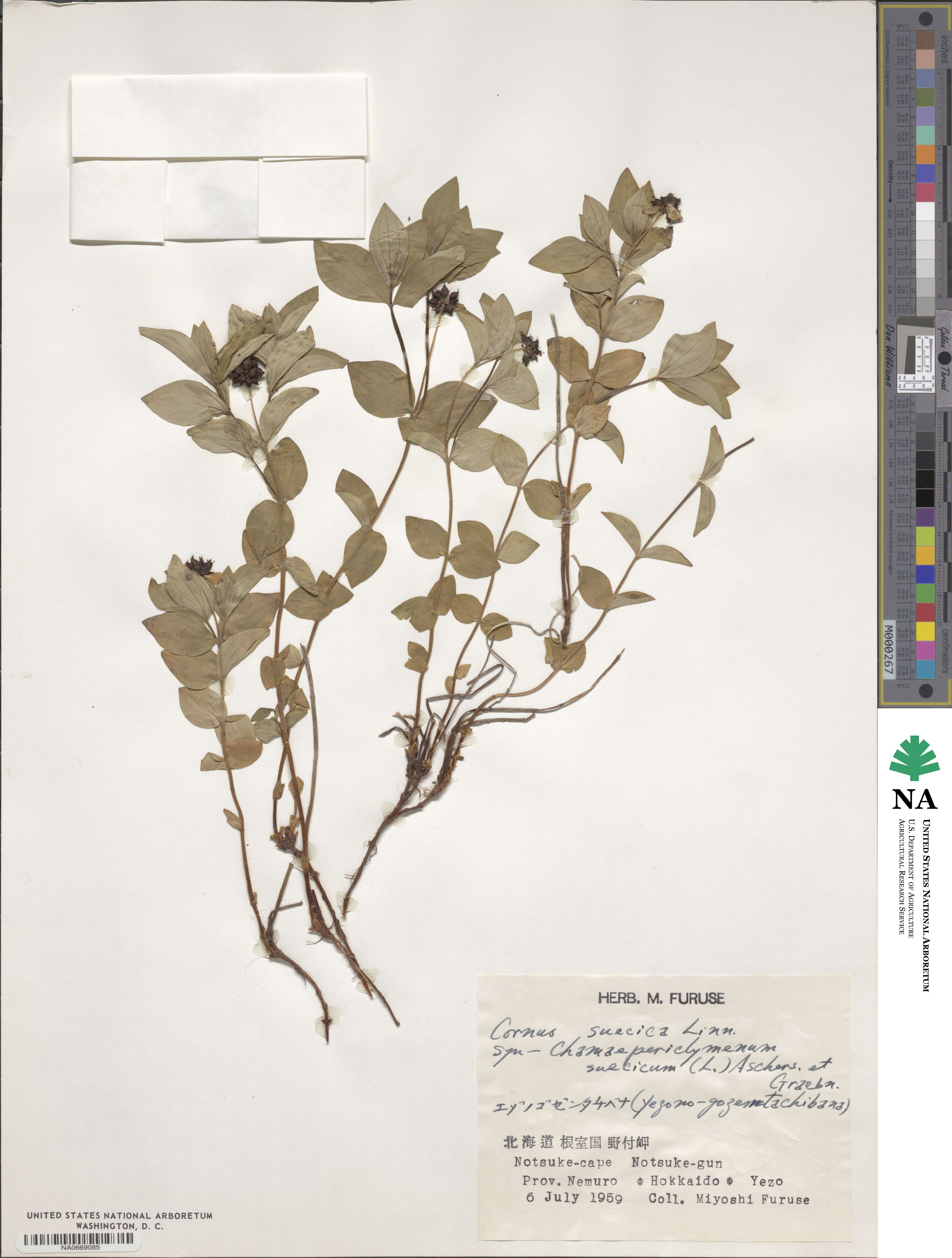 Cornus suecica image