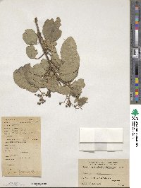 Cornus walteri image