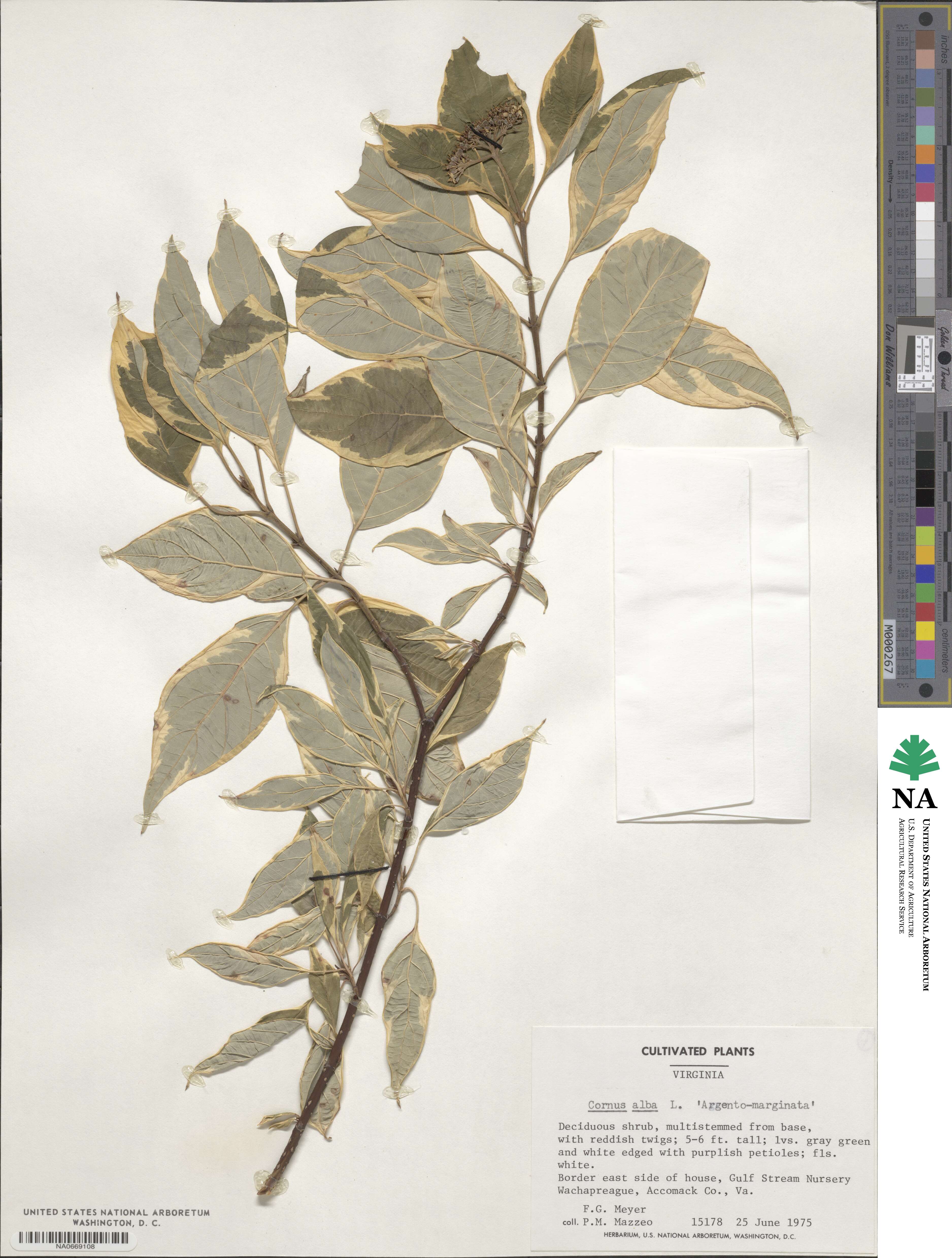 Cornus alba image