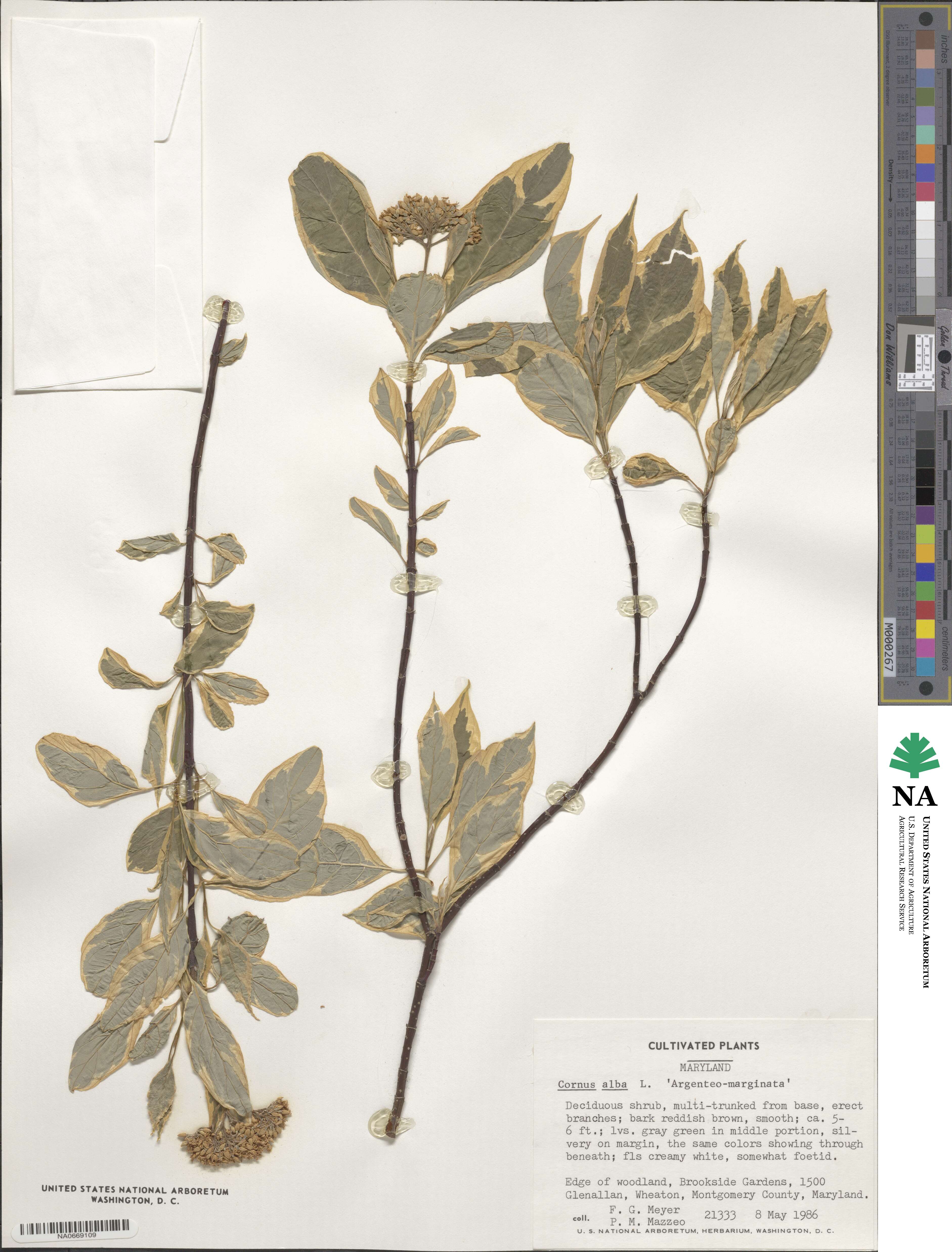 Cornus alba image
