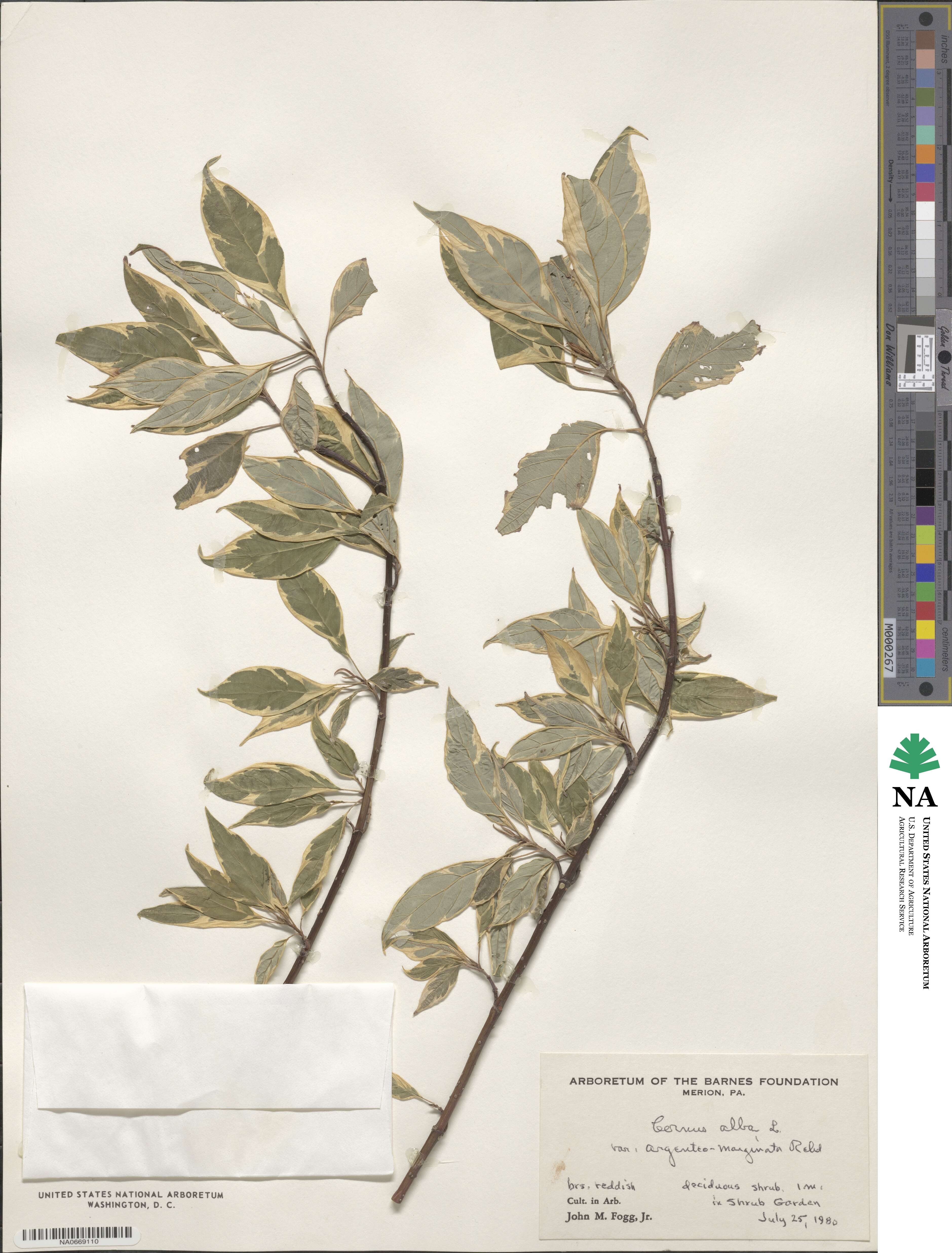 Cornus alba image