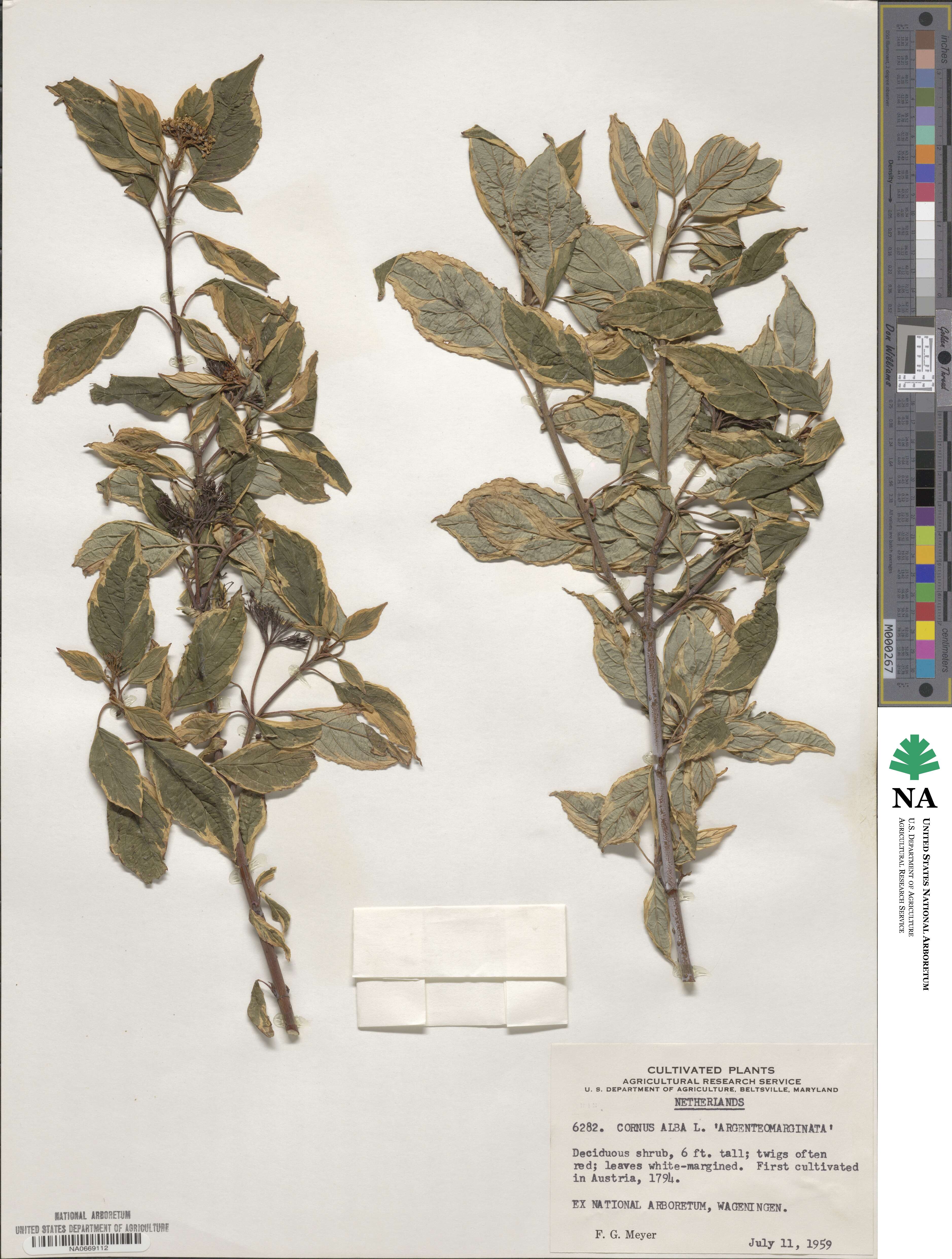 Cornus alba image
