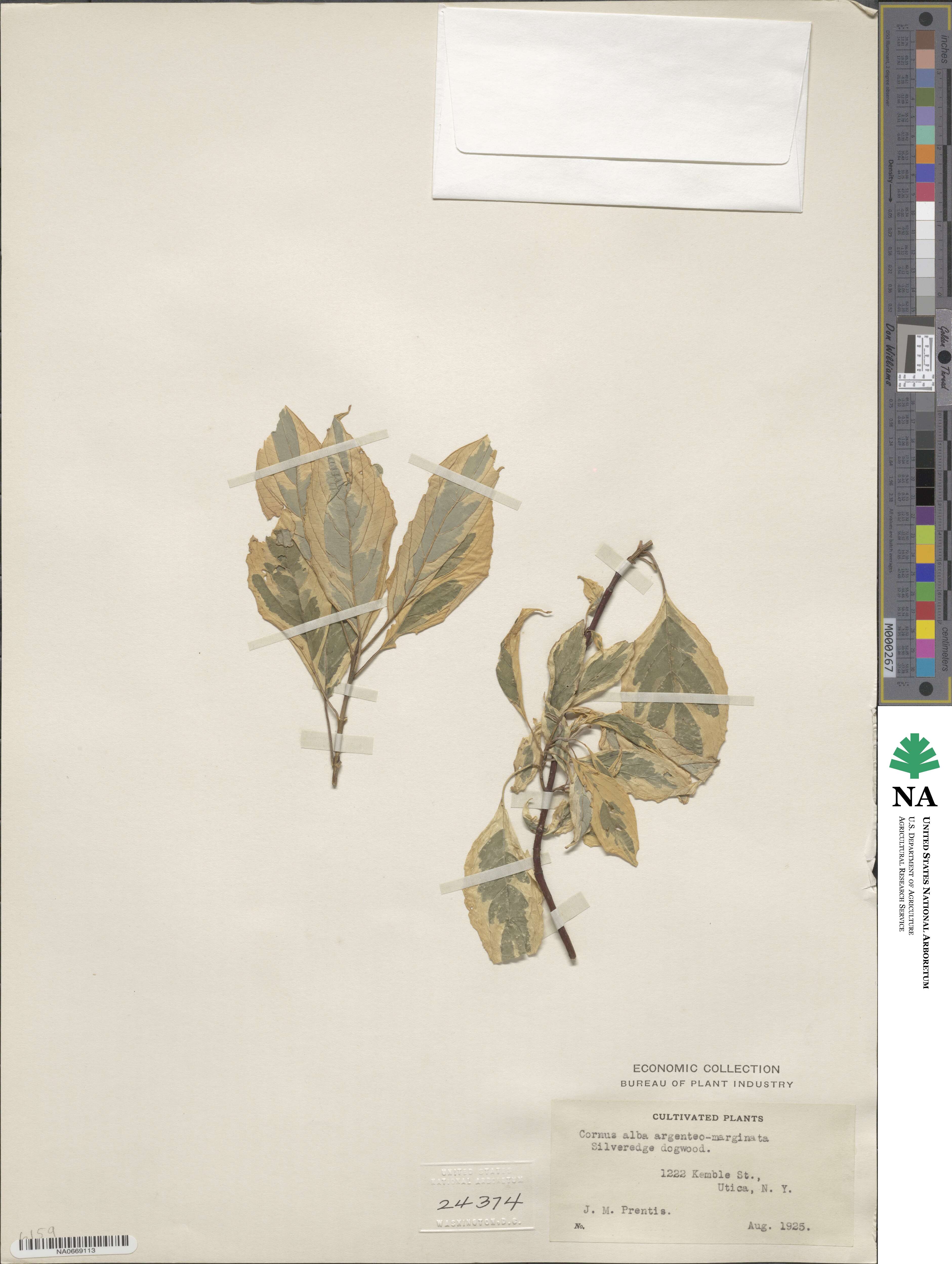 Cornus alba image