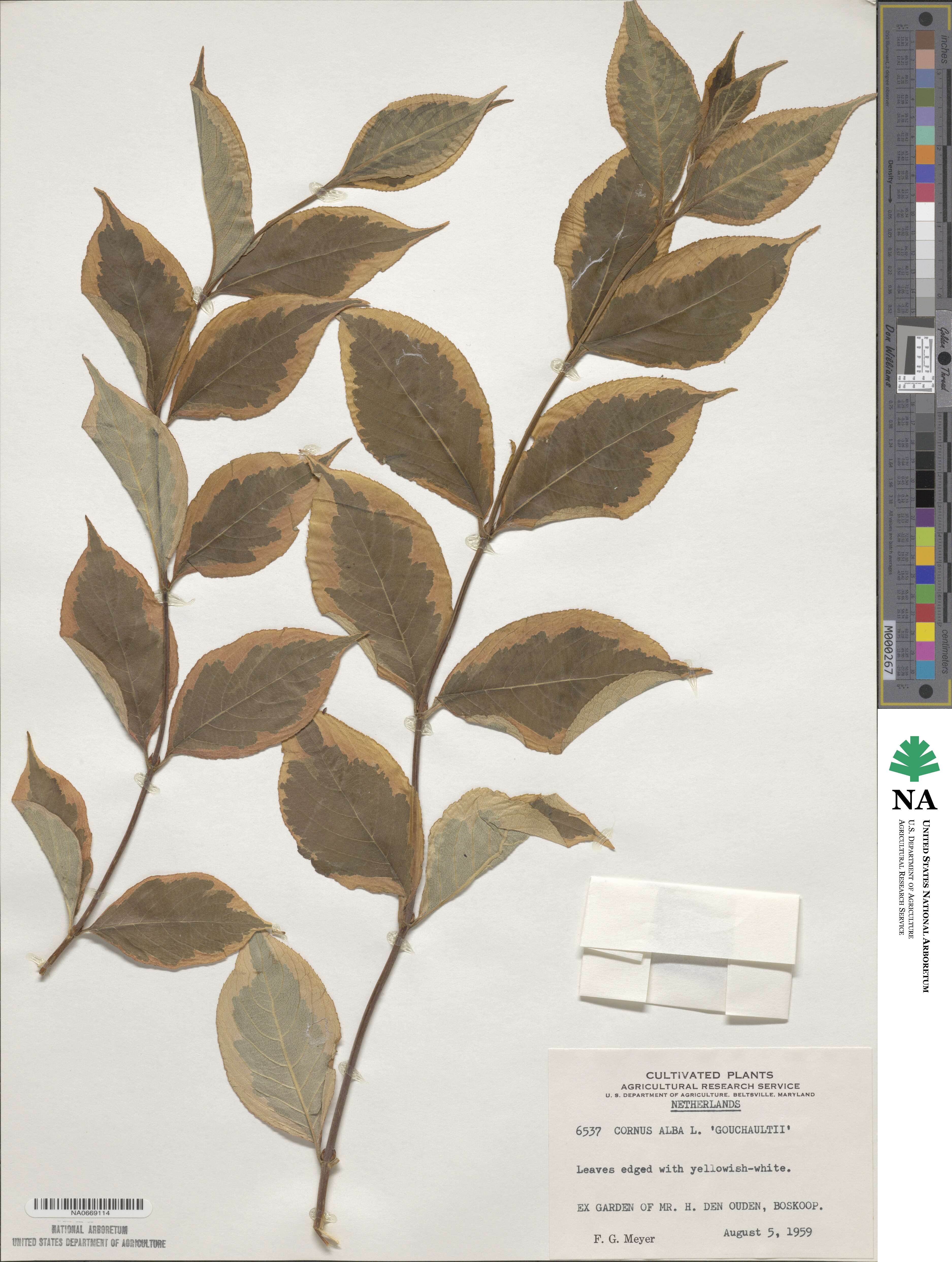 Cornus alba image