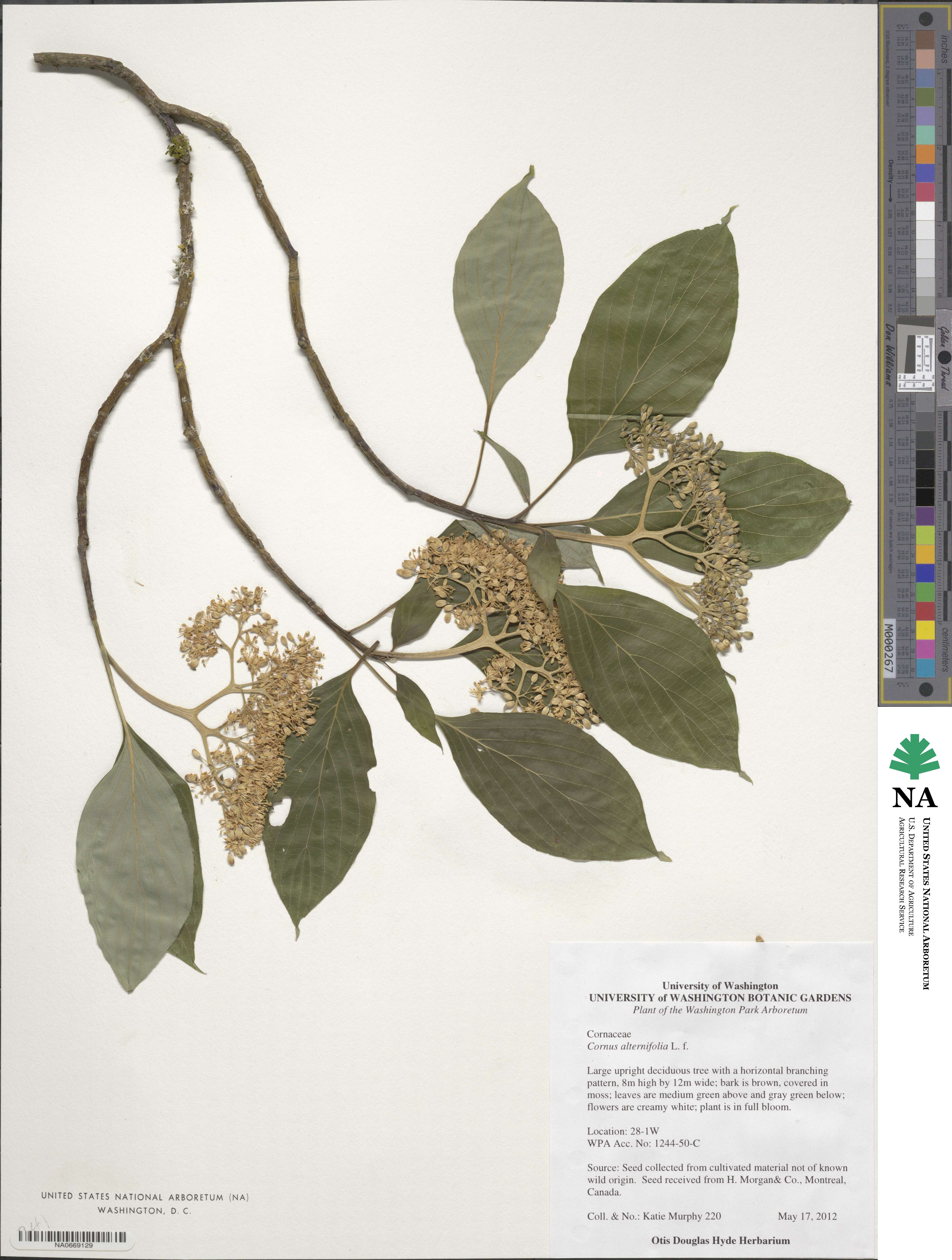 Cornus alternifolia image
