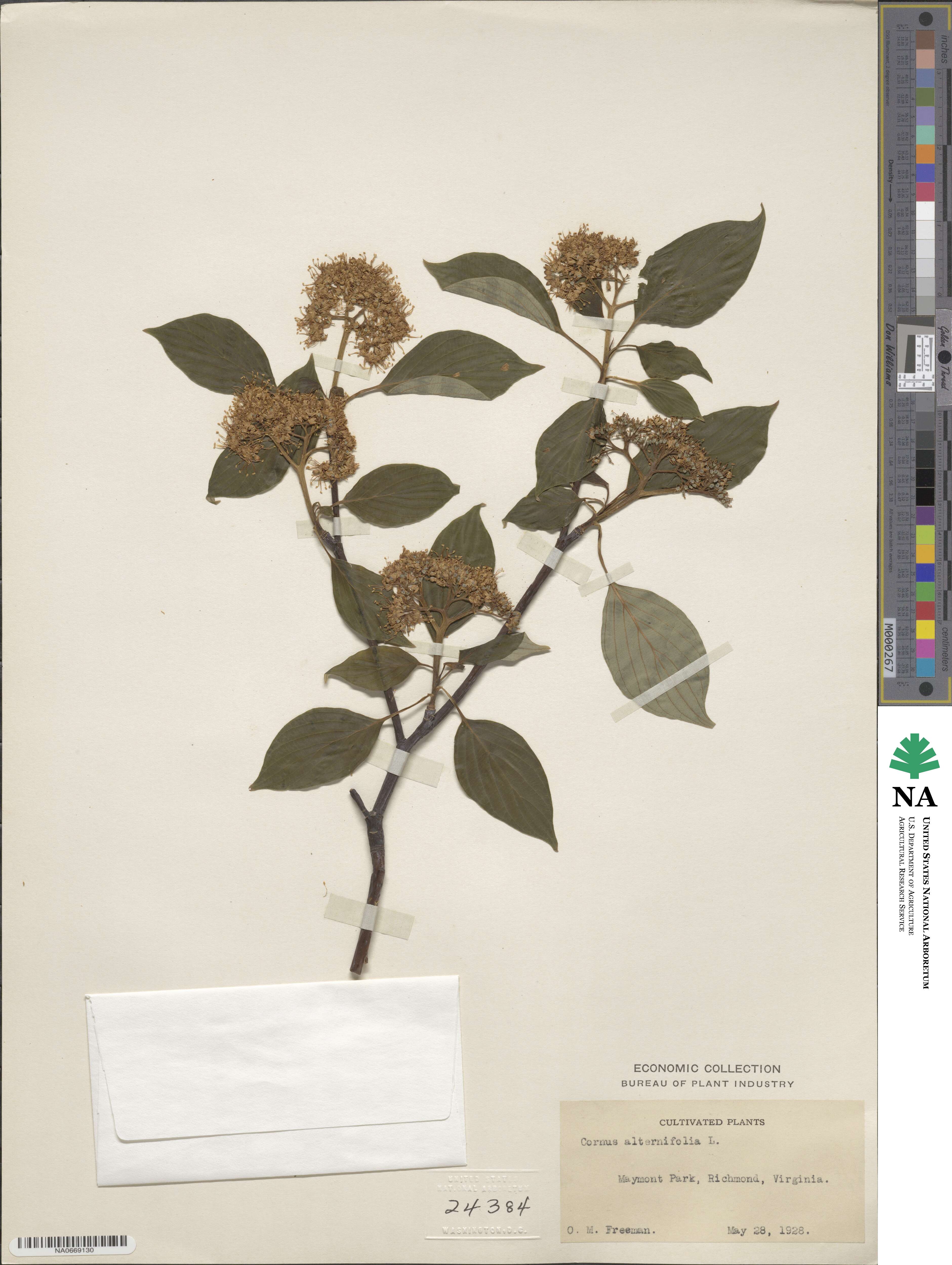Cornus alternifolia image