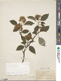 Cornus alternifolia image