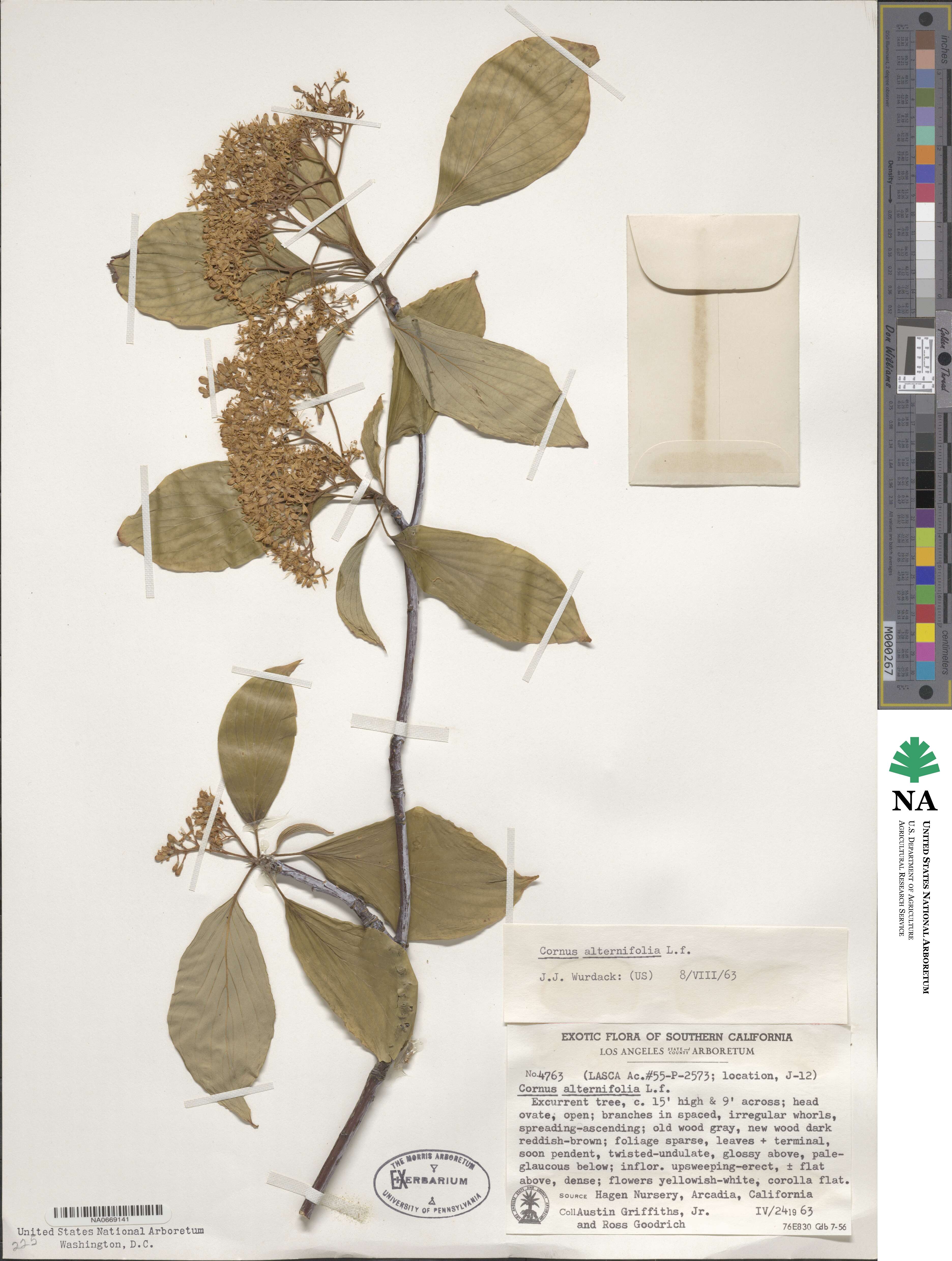 Cornus alternifolia image