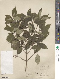 Cornus amomum image