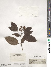 Cornus amomum image