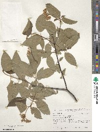 Cornus amomum image