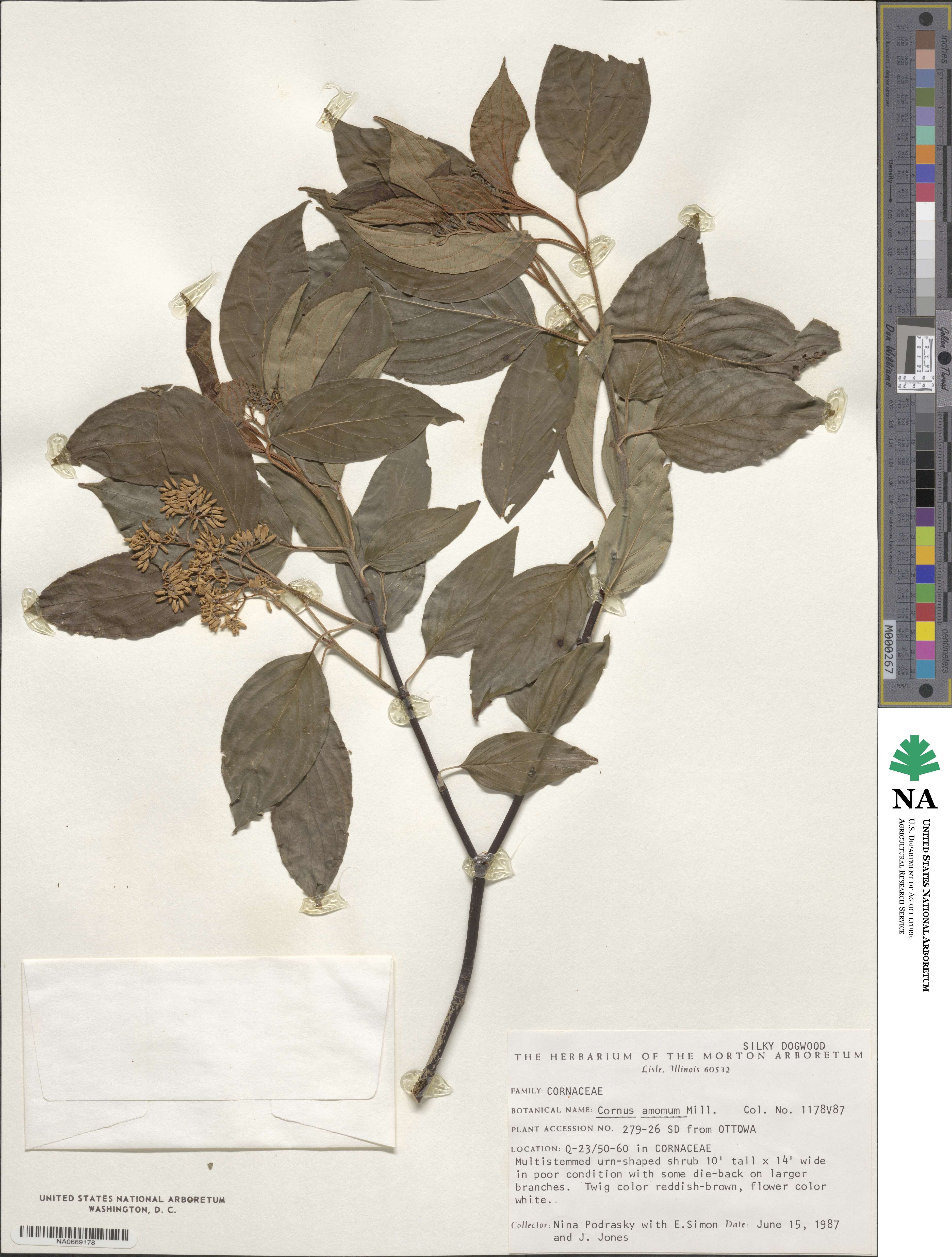 Cornus amomum image