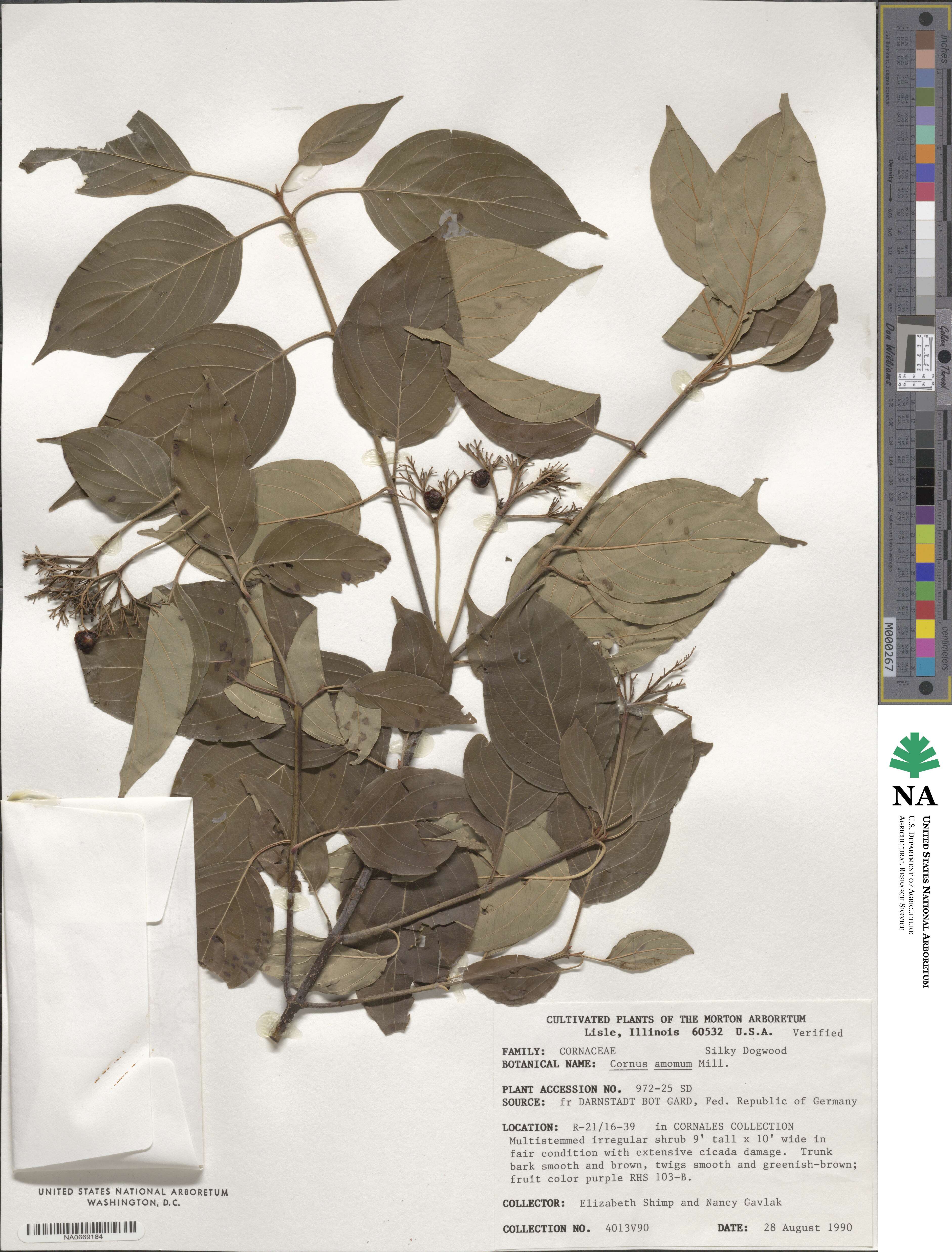 Cornus amomum image