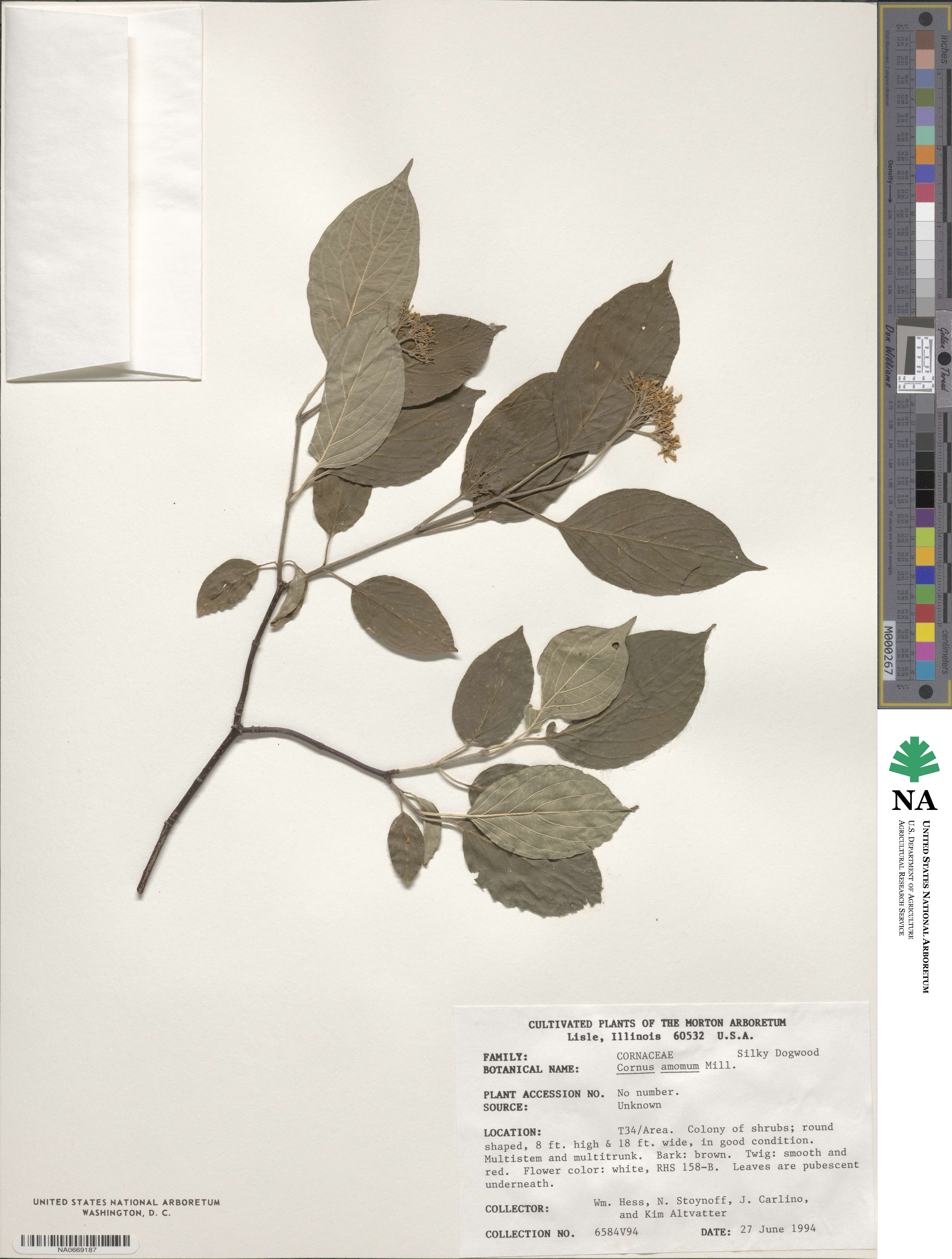 Cornus amomum image