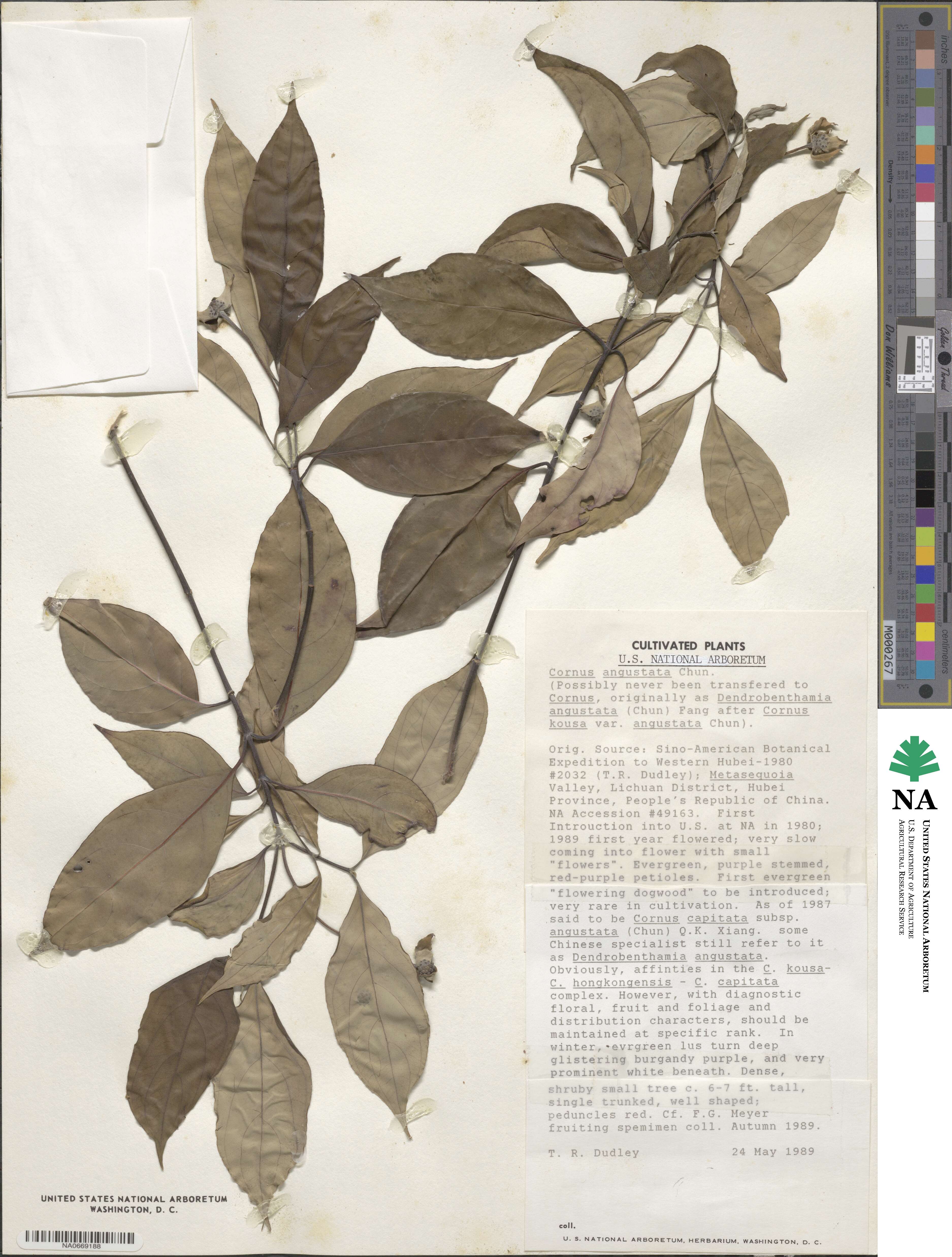 Cornus capitata subsp. angustata image