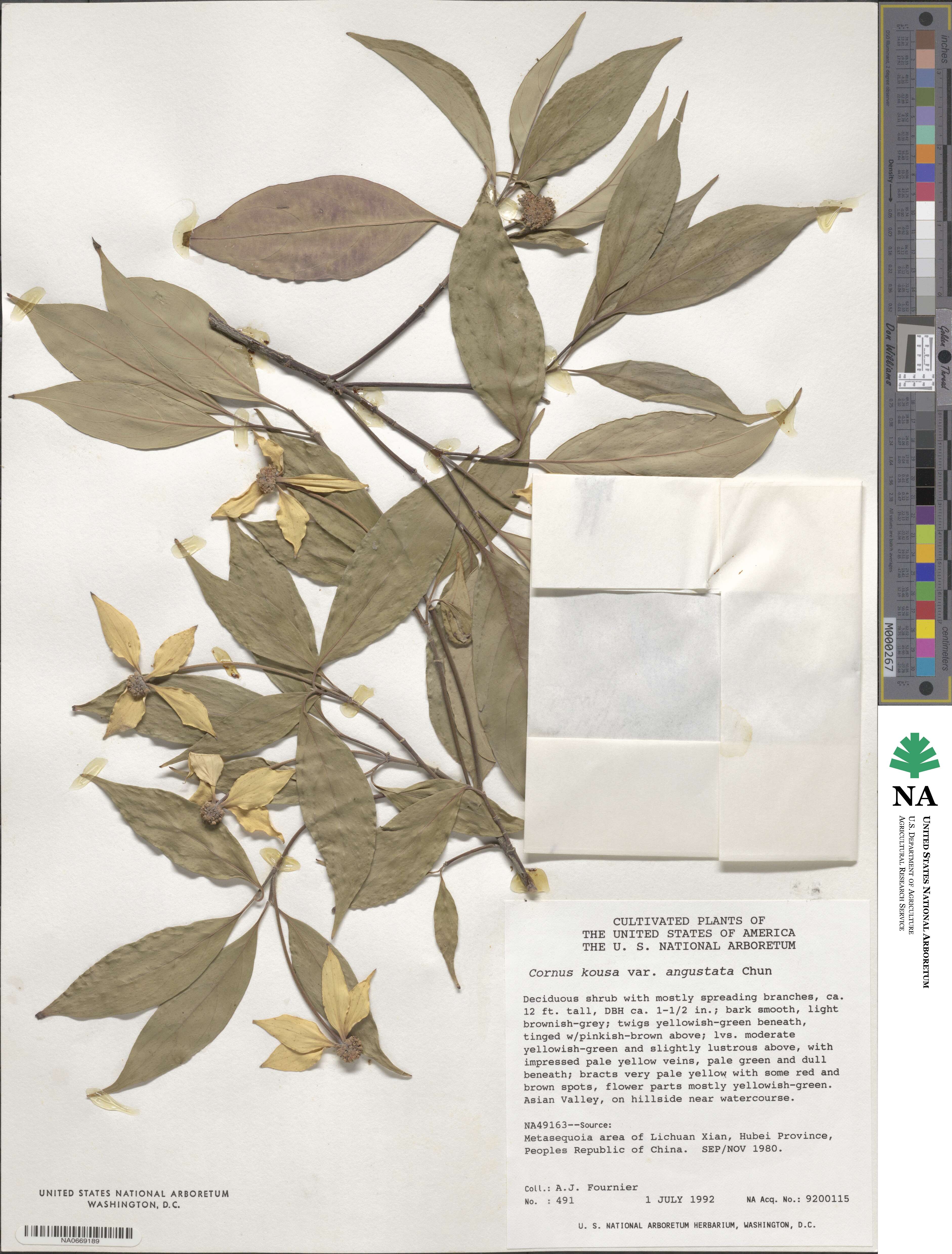 Cornus capitata image
