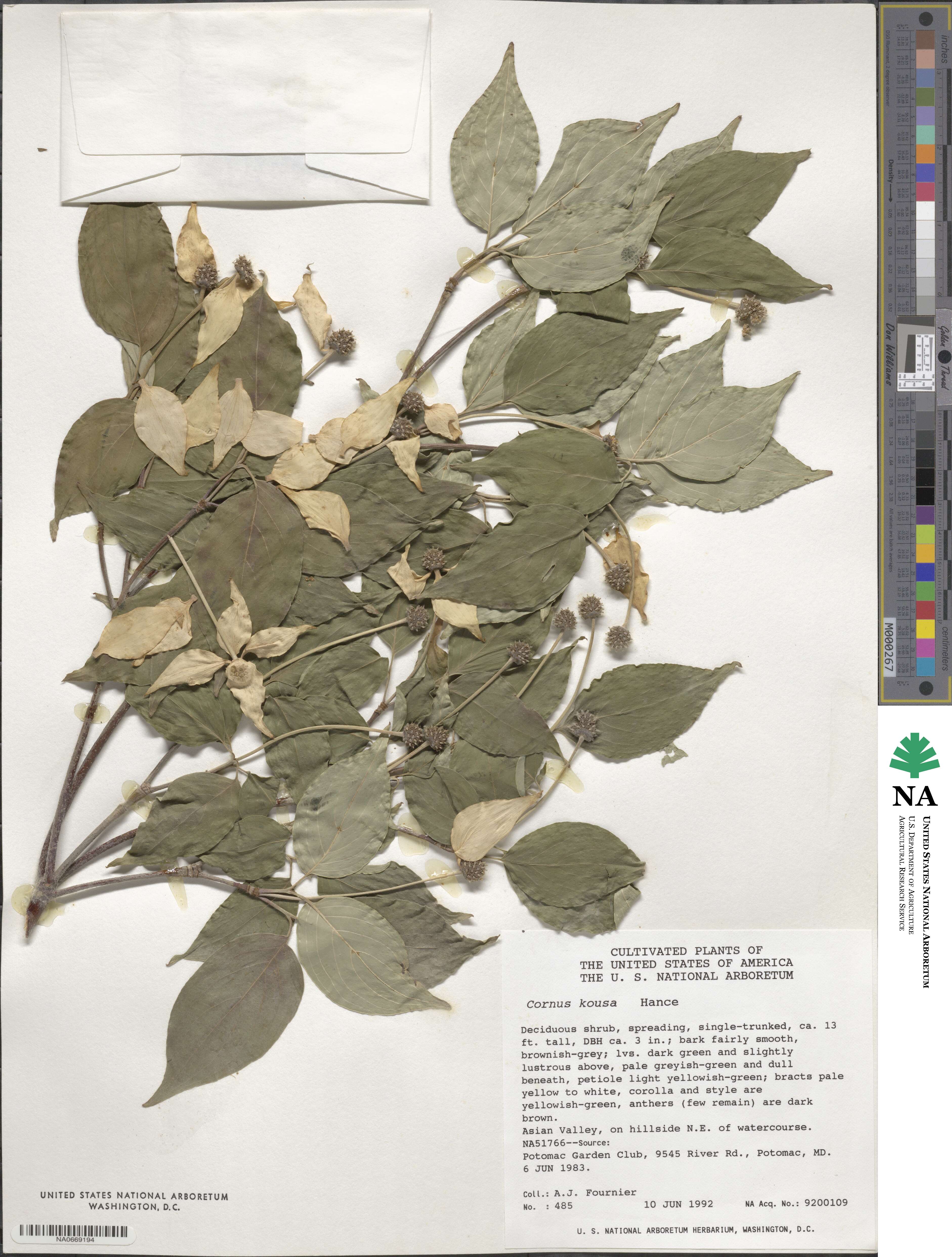 Cornus capitata subsp. angustata image