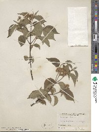 Cornus asperifolia image