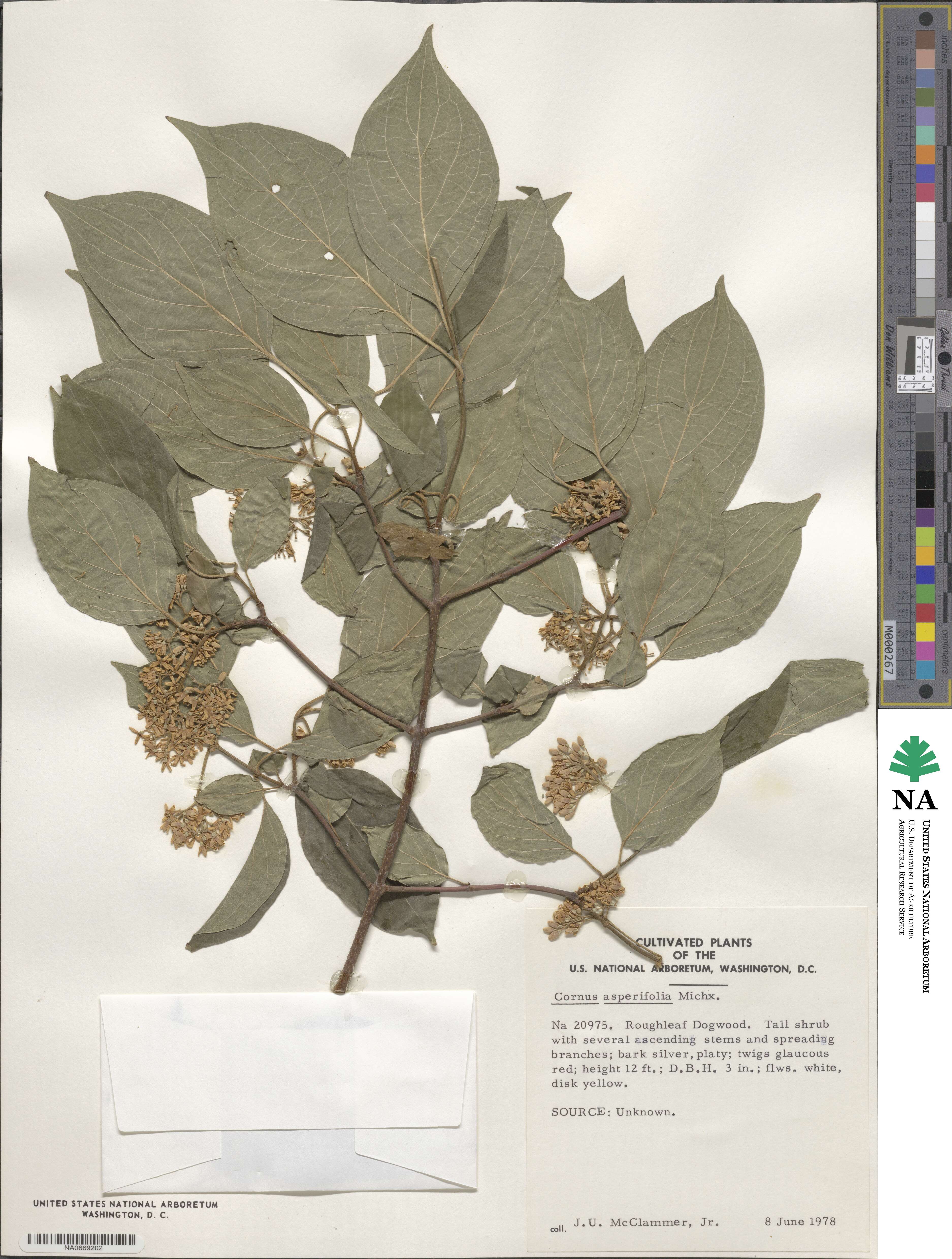 Cornus asperifolia image