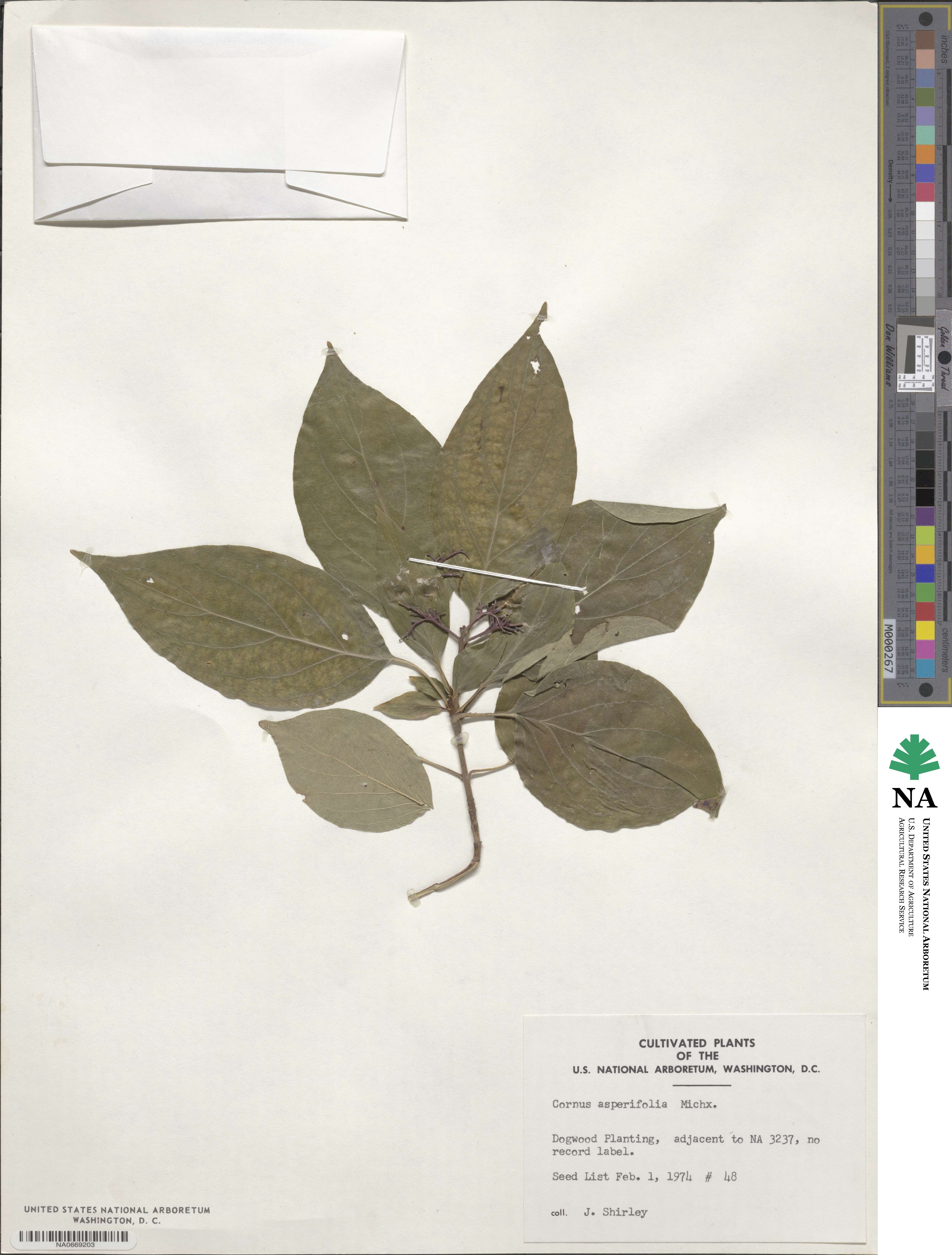 Cornus asperifolia image