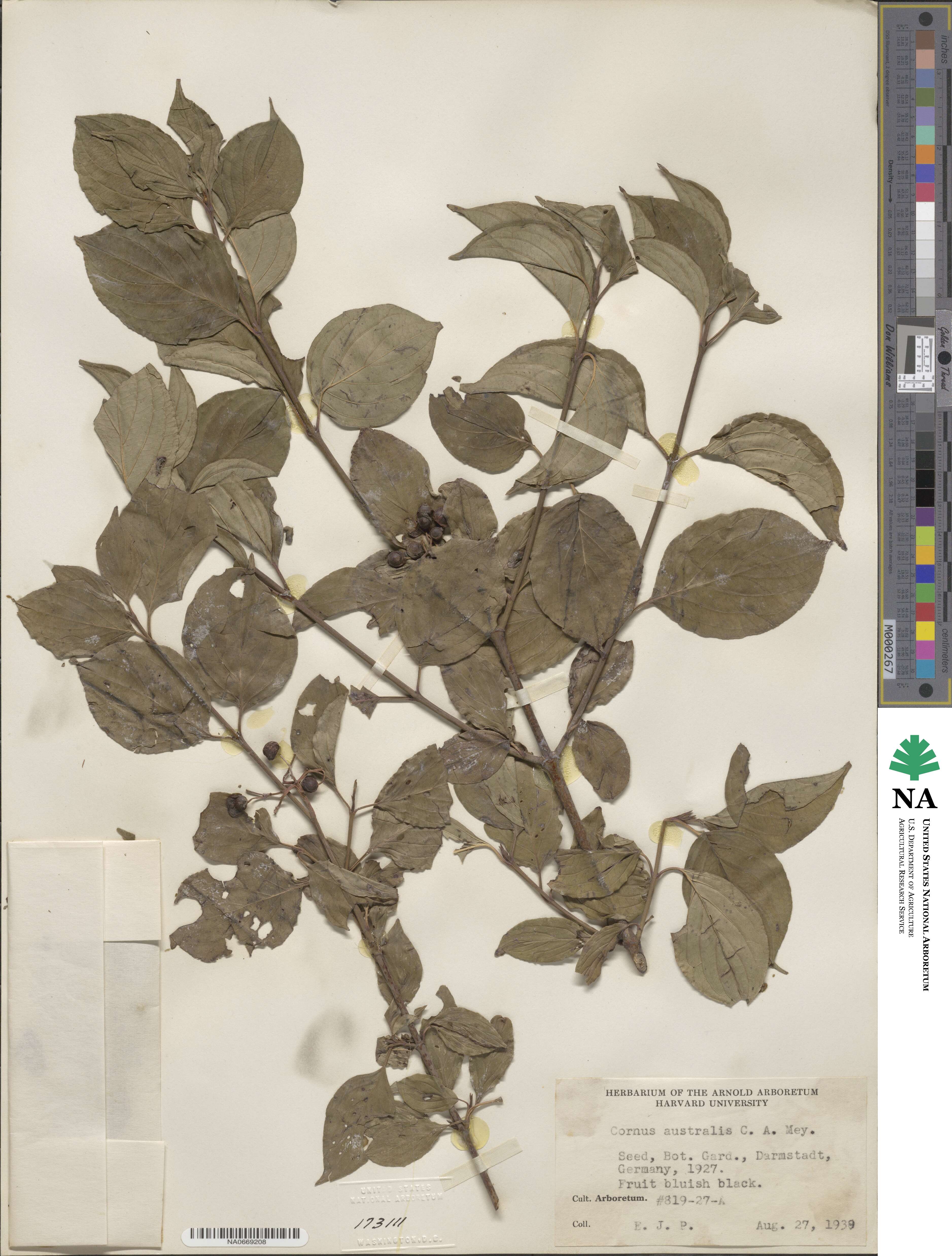 Cornus sanguinea subsp. australis image