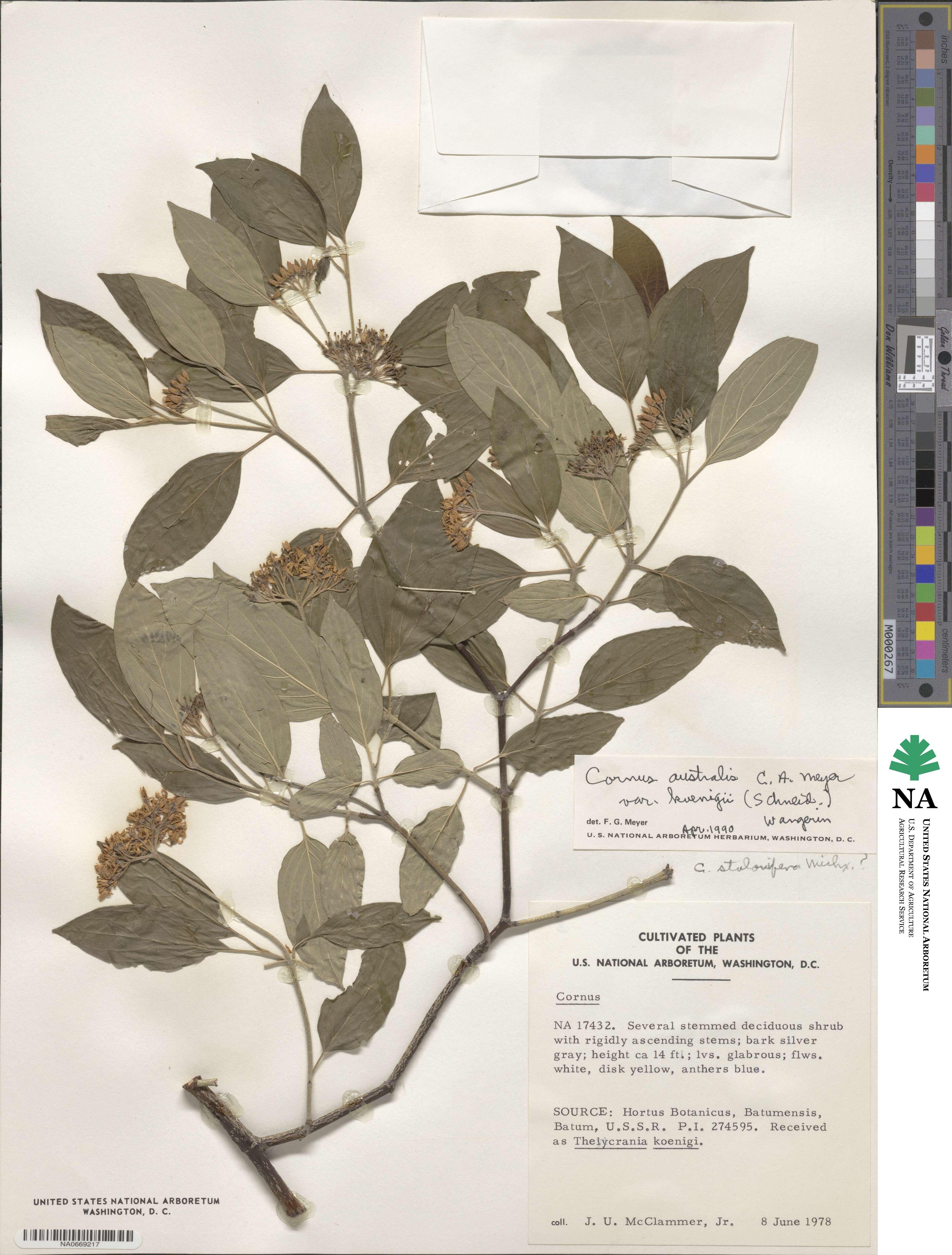 Cornus sanguinea subsp. australis image
