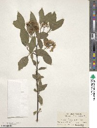 Cornus sericea image