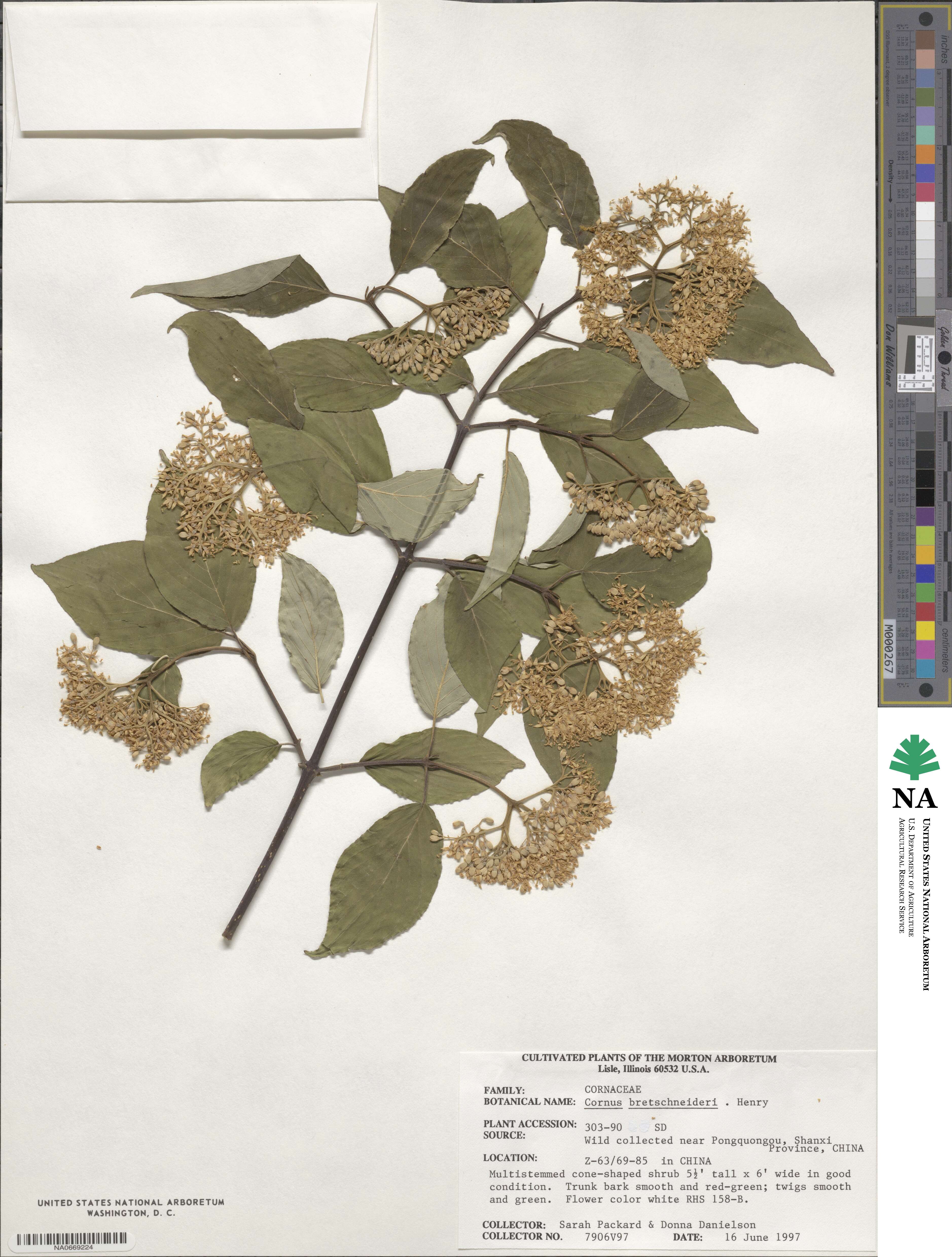 Cornus bretschneideri image