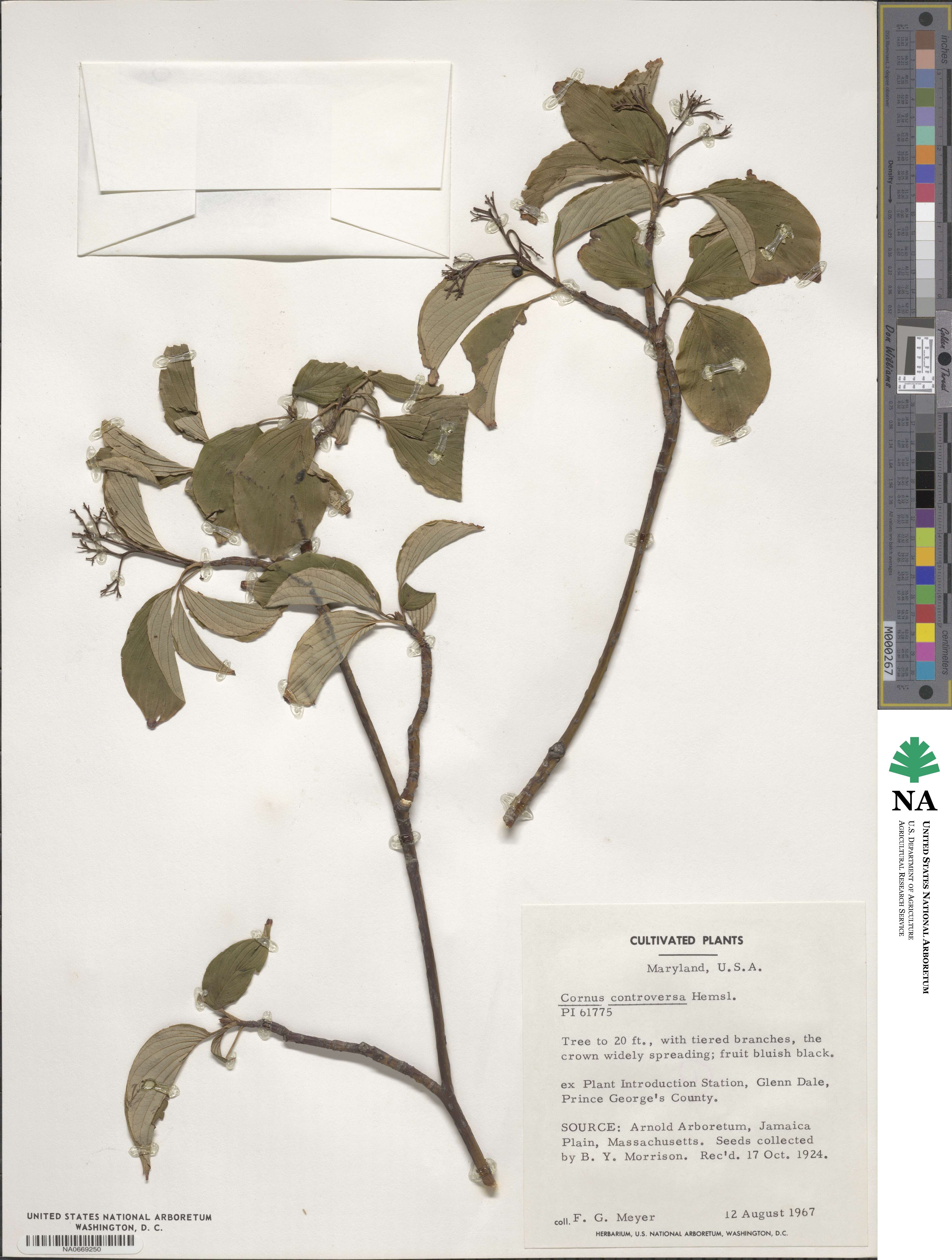 Cornus controversa image