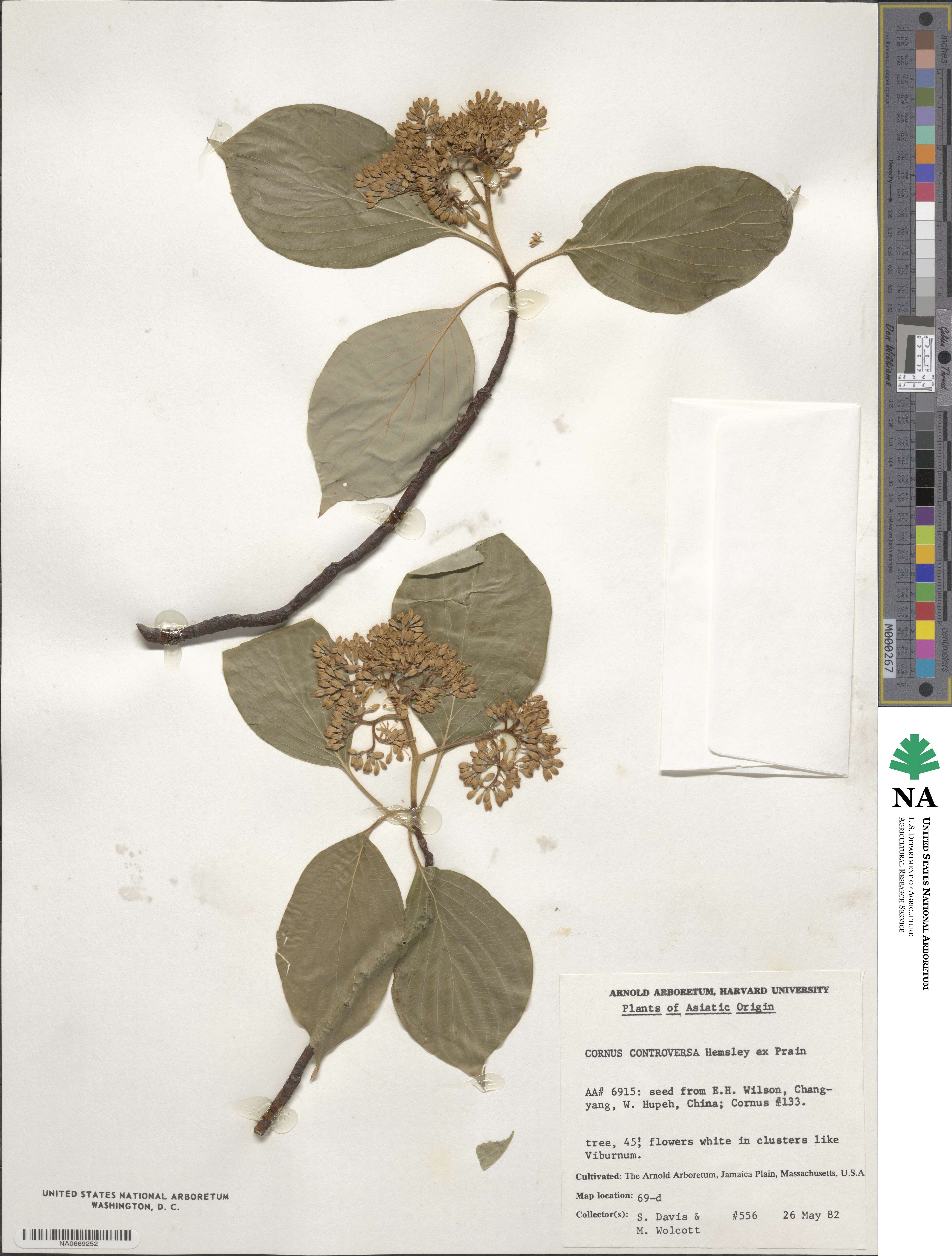 Cornus controversa image