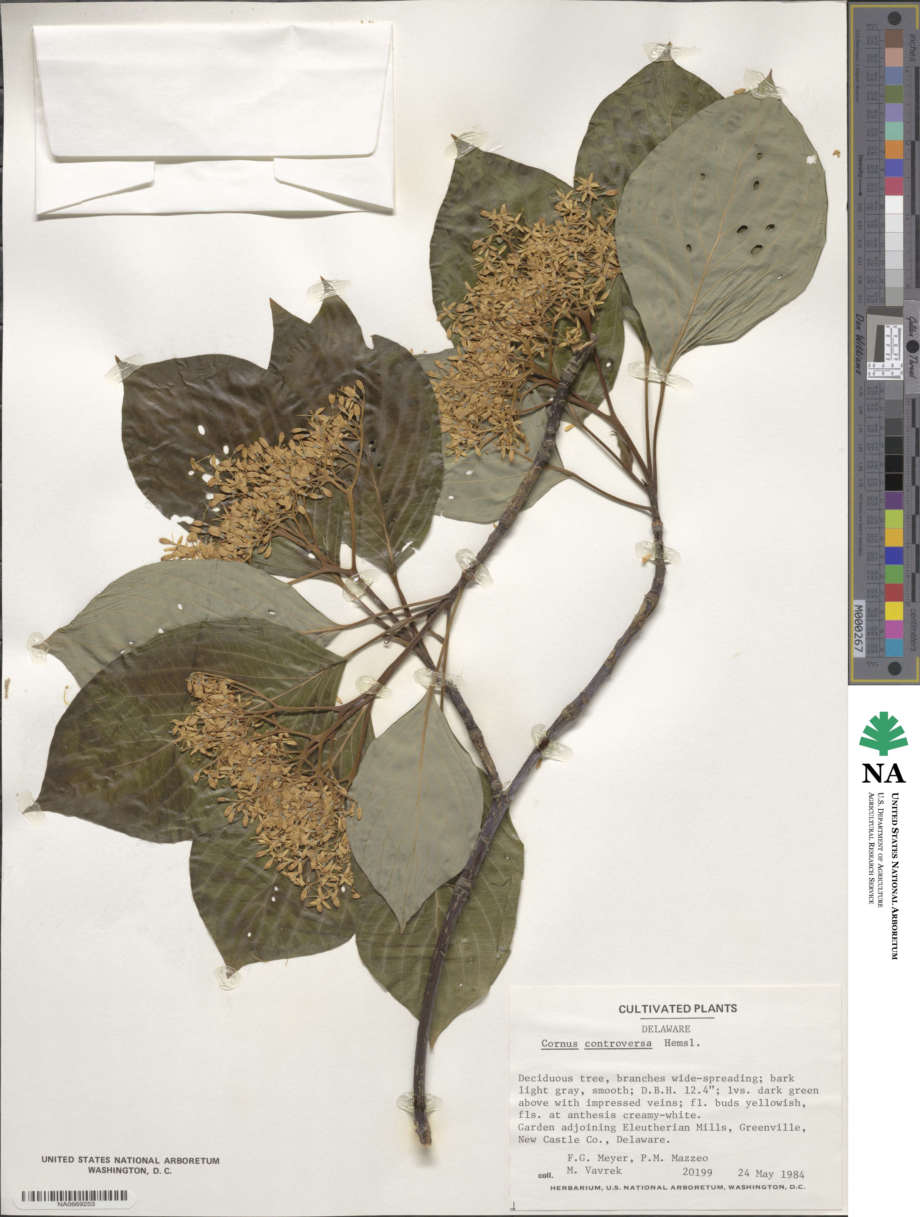 Cornus controversa image
