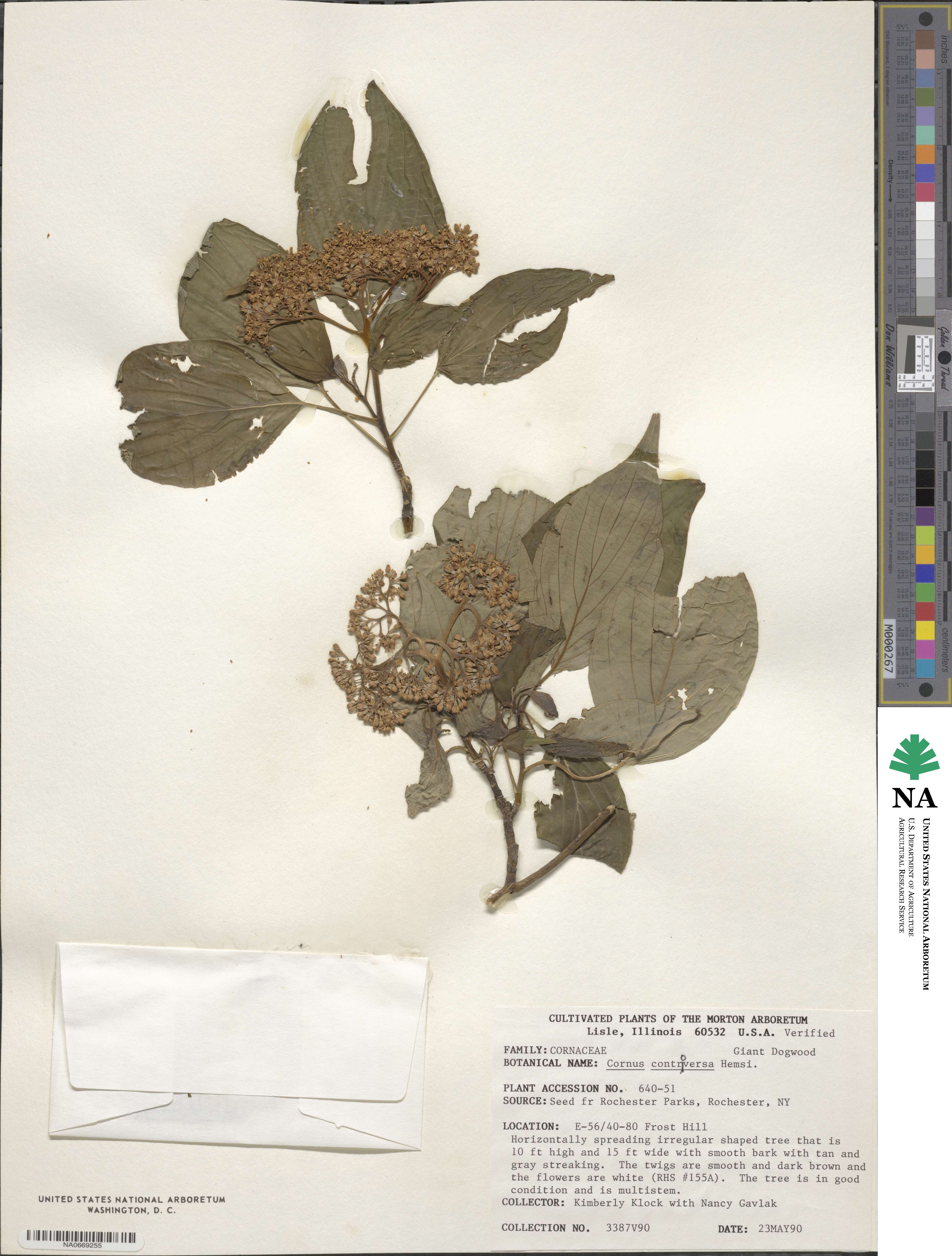 Cornus controversa image