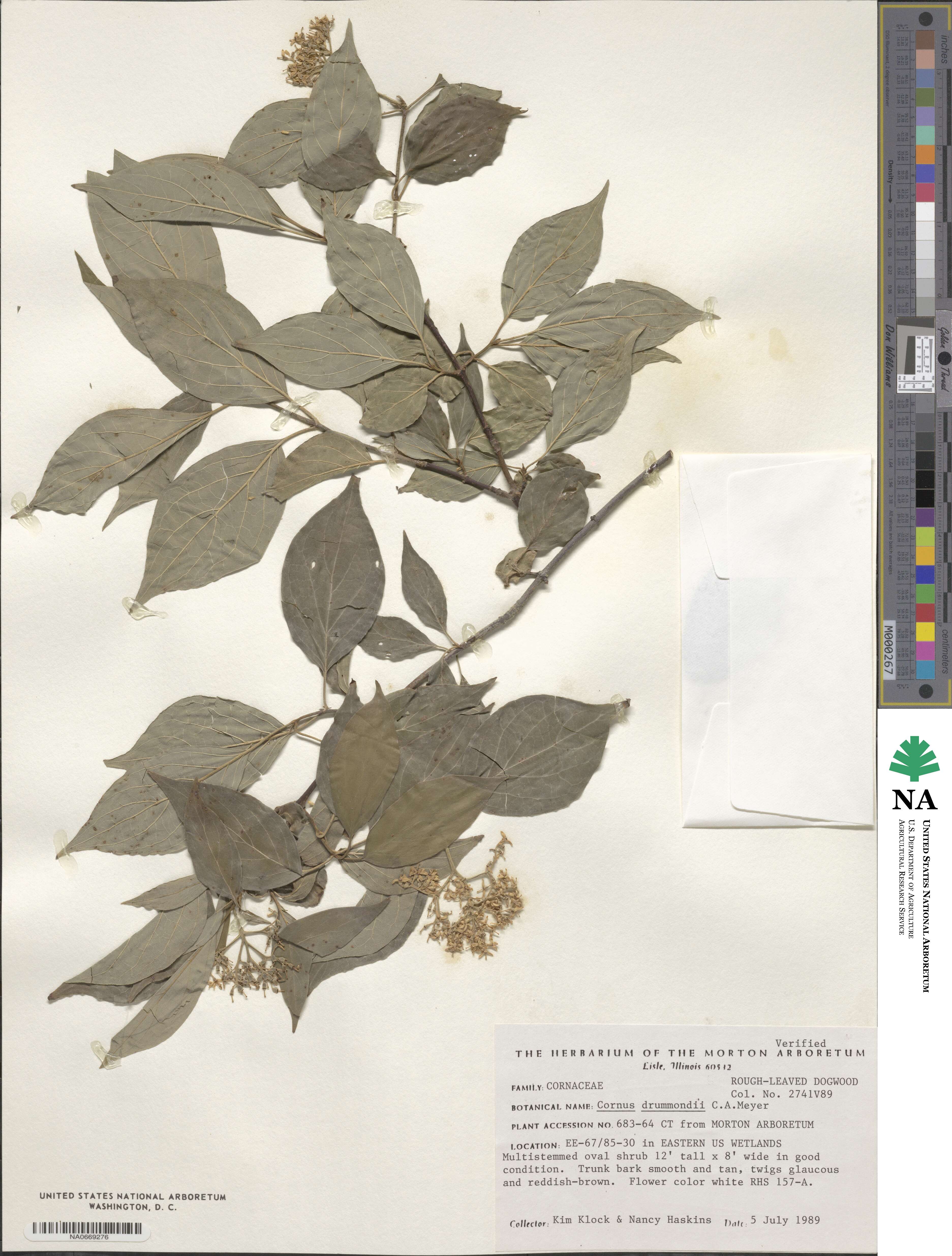 Cornus drummondii image