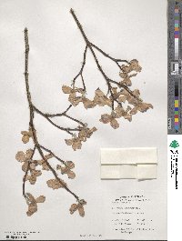 Cornus florida image
