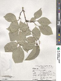 Cornus florida image