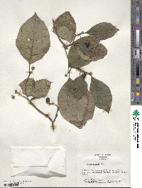 Cornus florida image