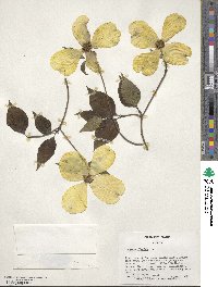 Cornus florida image