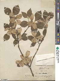 Cornus florida image