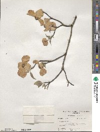 Cornus florida image