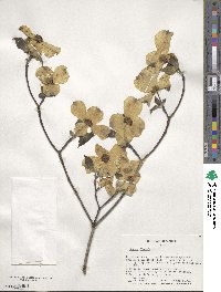 Cornus florida image