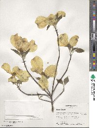 Cornus florida image