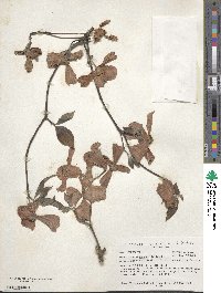Cornus florida image