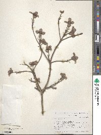 Cornus florida image