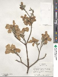 Cornus florida image
