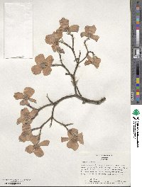 Cornus florida image