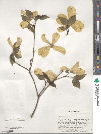 Cornus florida image