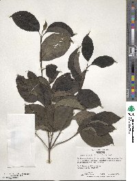 Cornus florida image