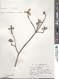 Cornus florida image