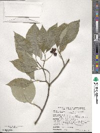 Cornus florida image