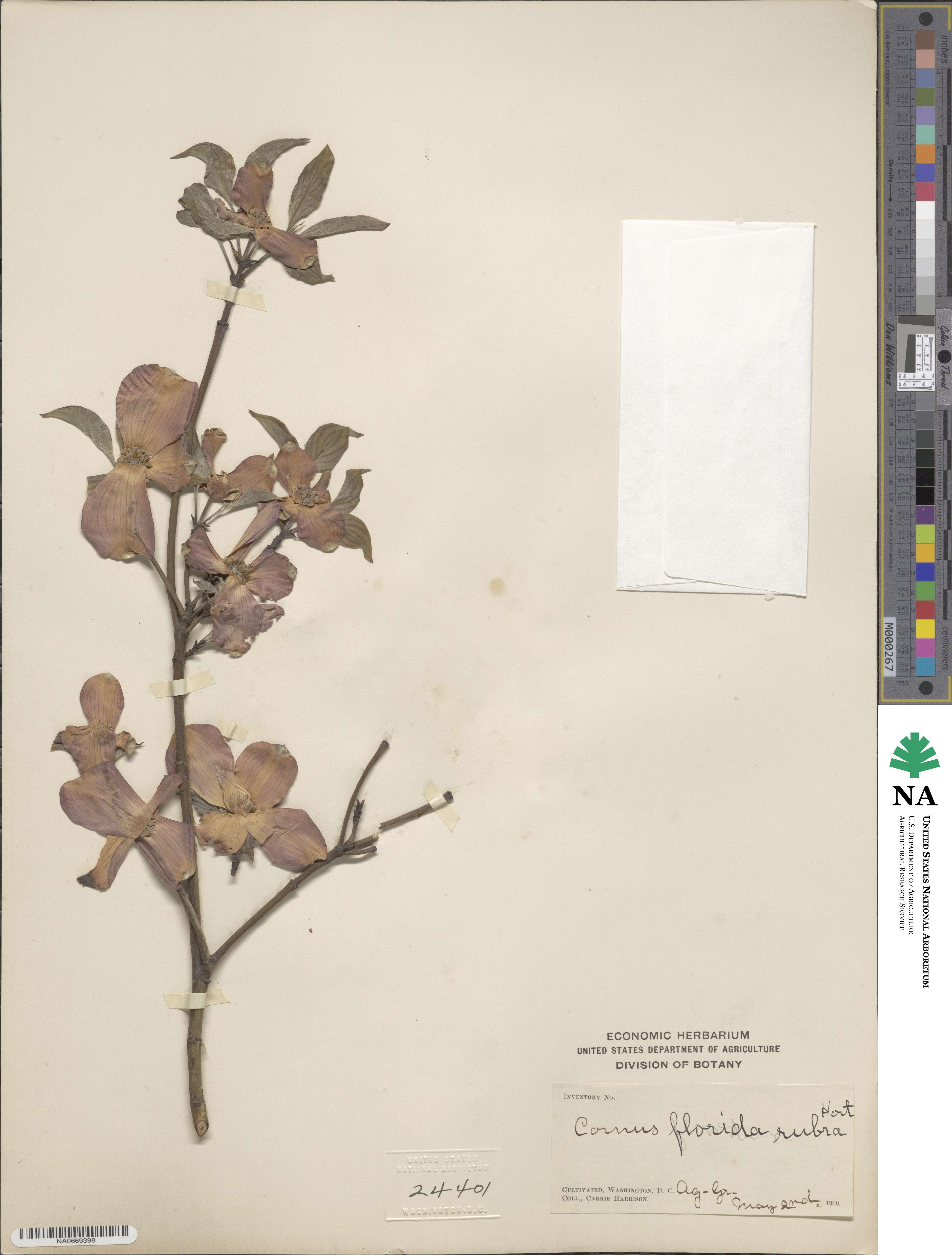 Cornus florida image
